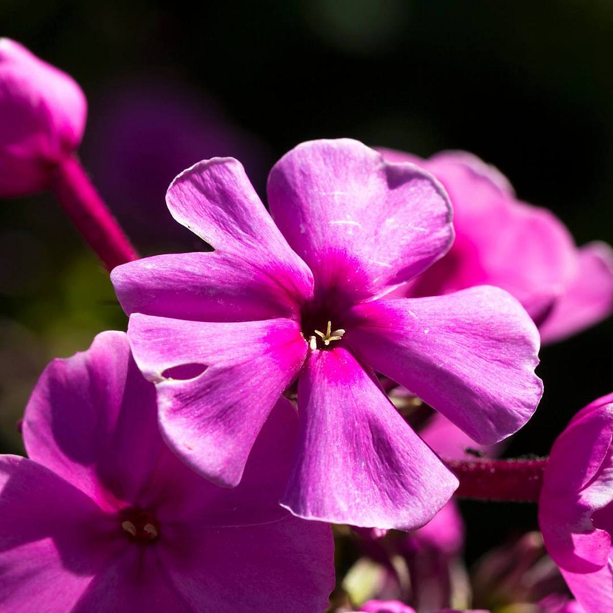 3 x Phlox paniculata 'Laura' picture 2