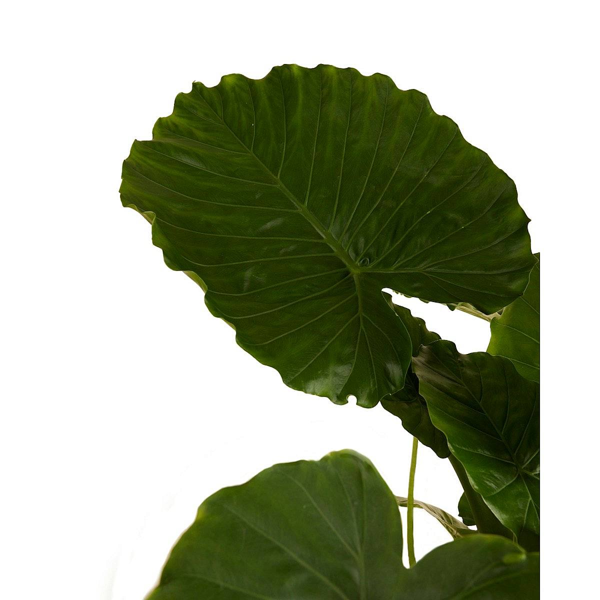 Alocasia Gageana picture 1