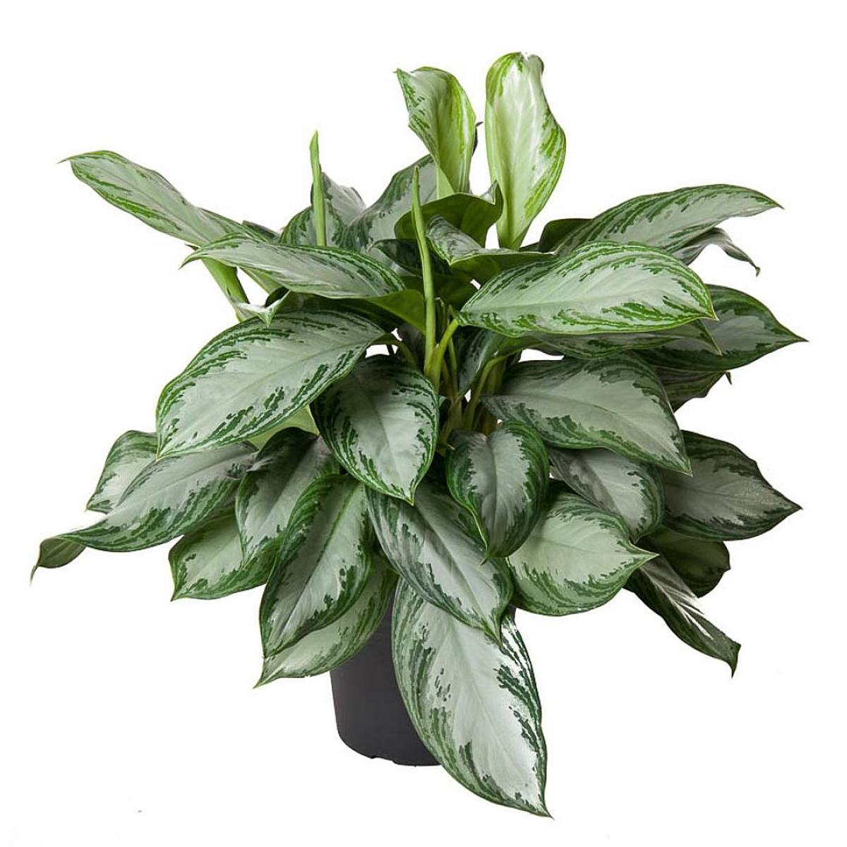 Aglaonema Plata Bay picture 1