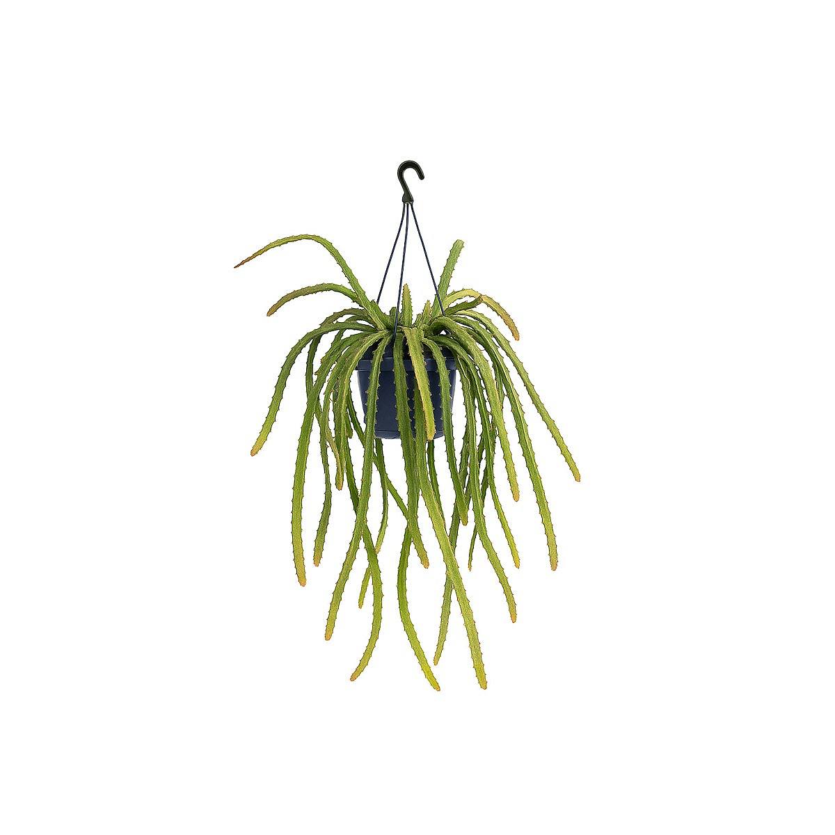 Rhipsalis Monacantha picture 0