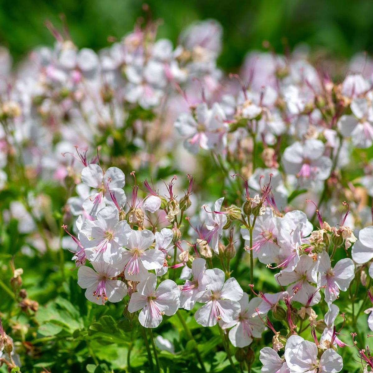 3 x Geranium Cant Biokovo picture 2