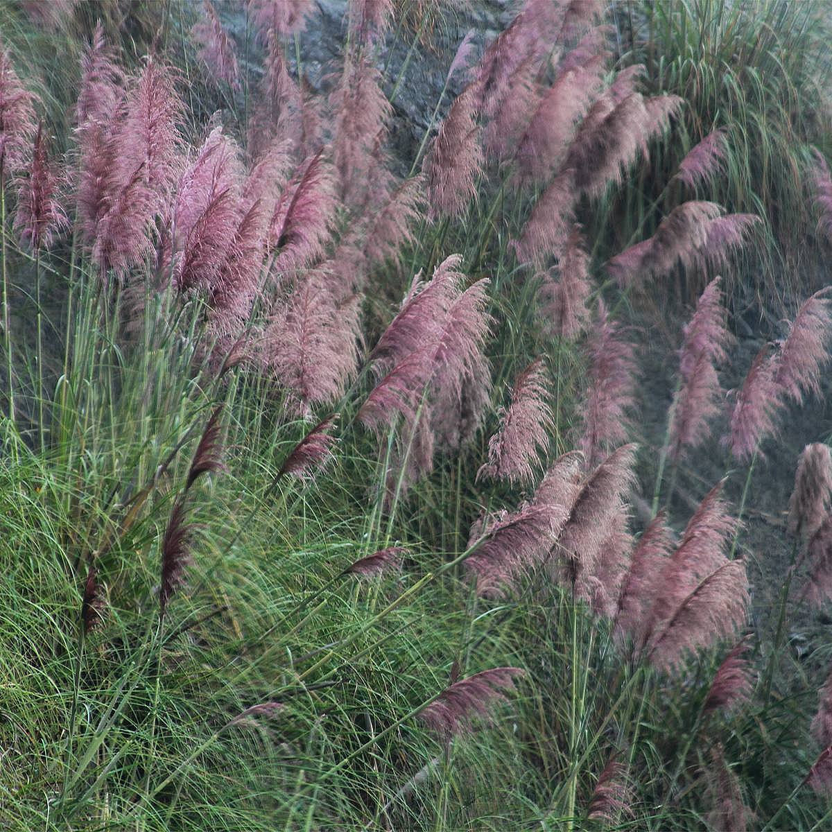 3 x Hierba de Pampa Rosa picture 1