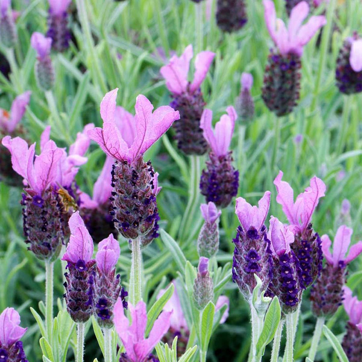 Lavender Anouk picture 3
