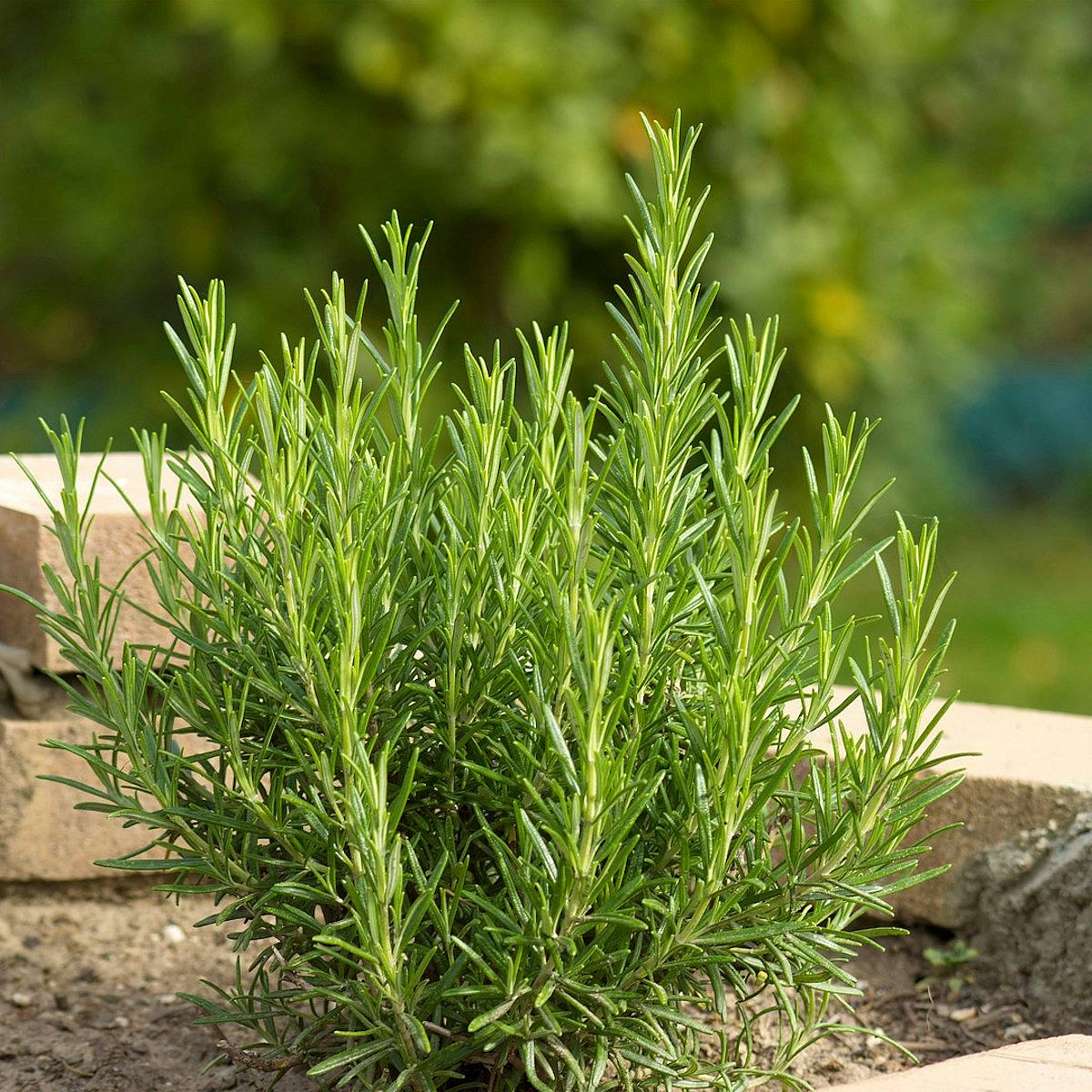 3 x Rozemarijnplant picture 2