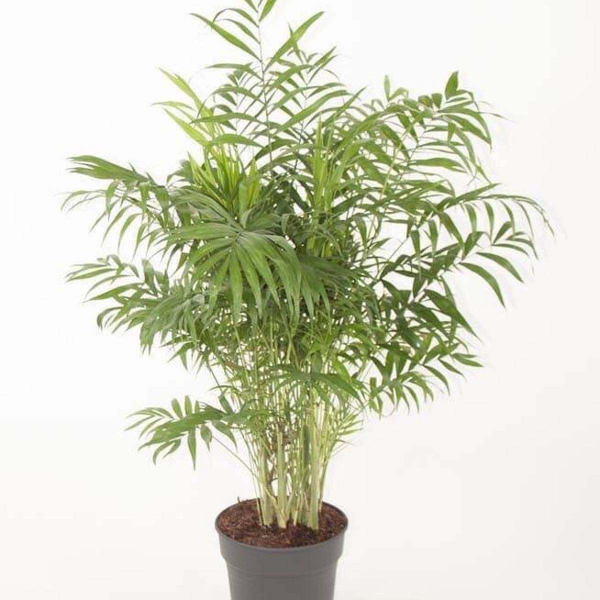 Chamaedorea Elegans picture 1