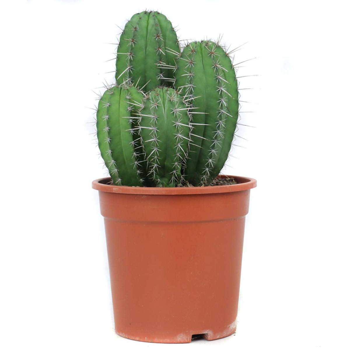 Polaskia Chichipe picture 0