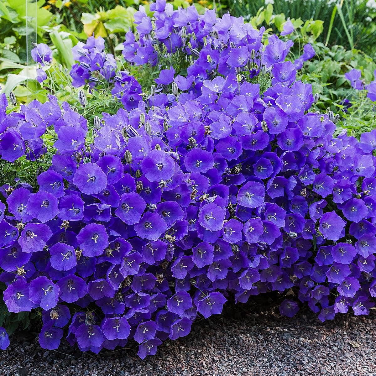 3 x Campanula Carpatica picture 2