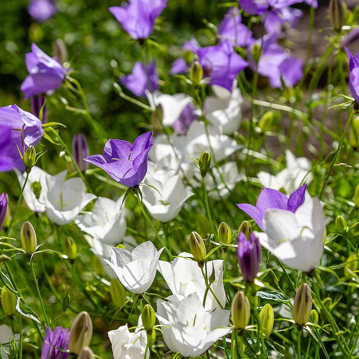3 x Campanula Carpatica picture 1
