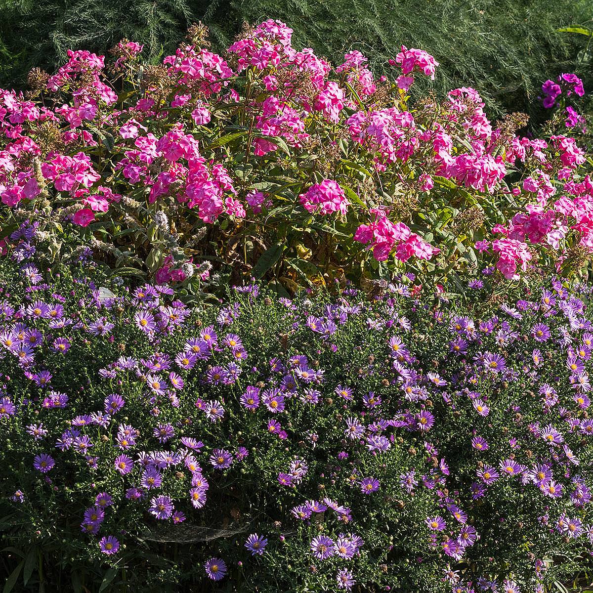 3 x Kippenberg Aster picture 1