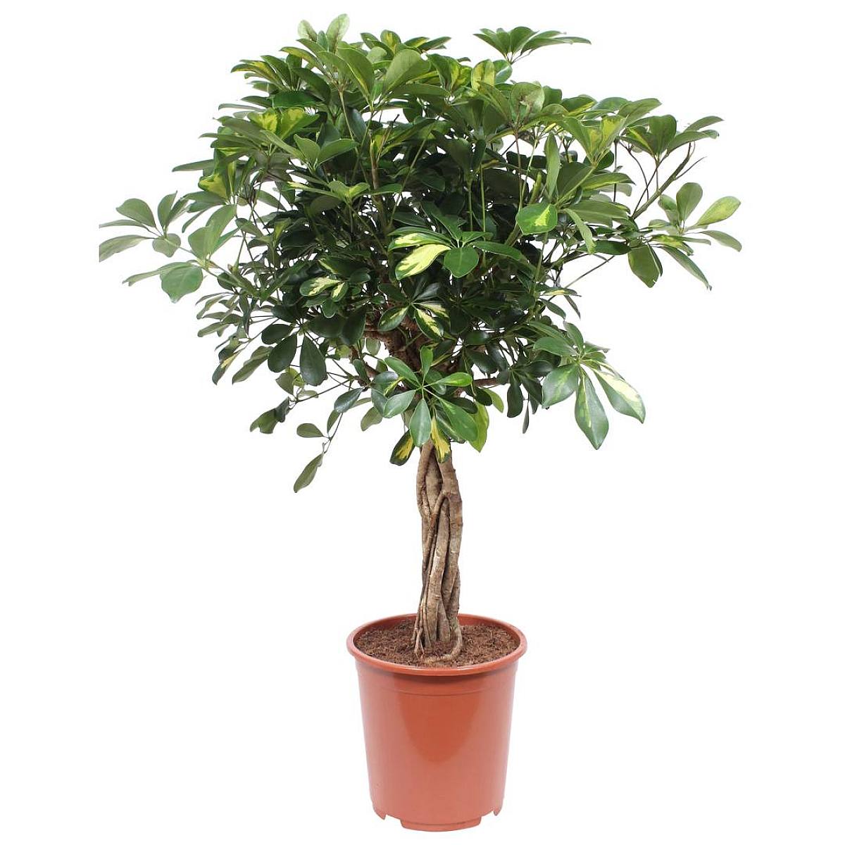 Schefflera Gold Capella picture 1