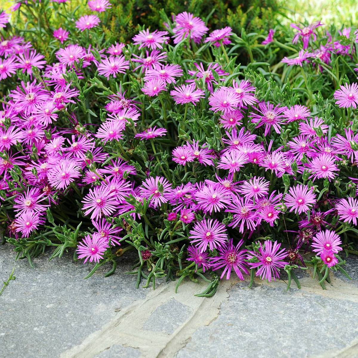 3 x Delosperma cooperi picture 3
