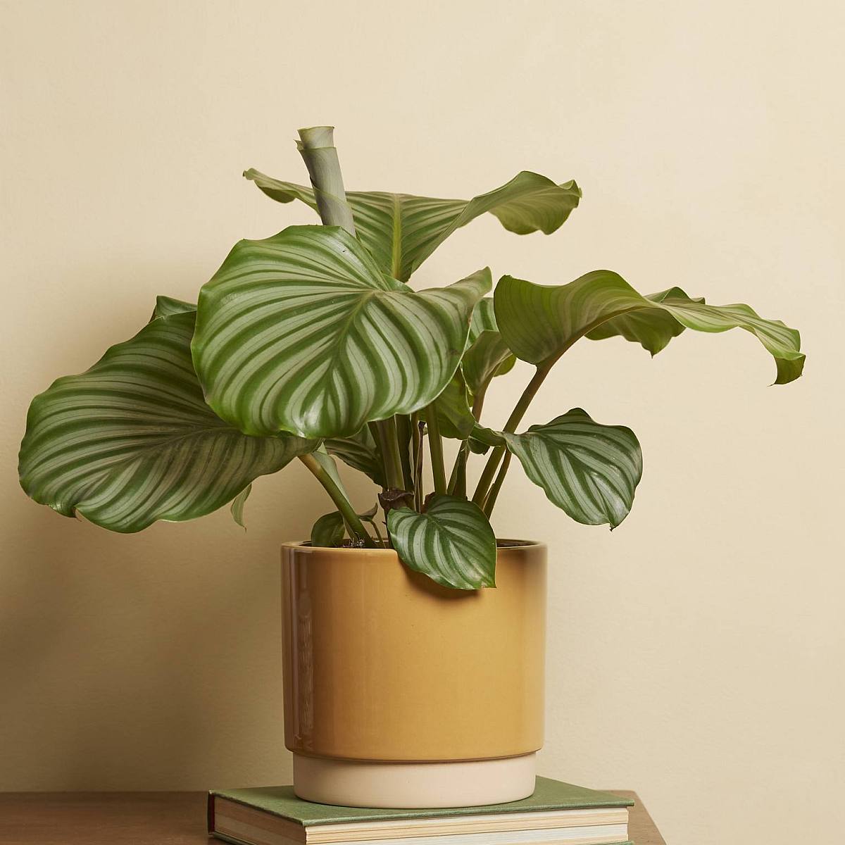Ocher Serenity Pot - M/15cm picture 1
