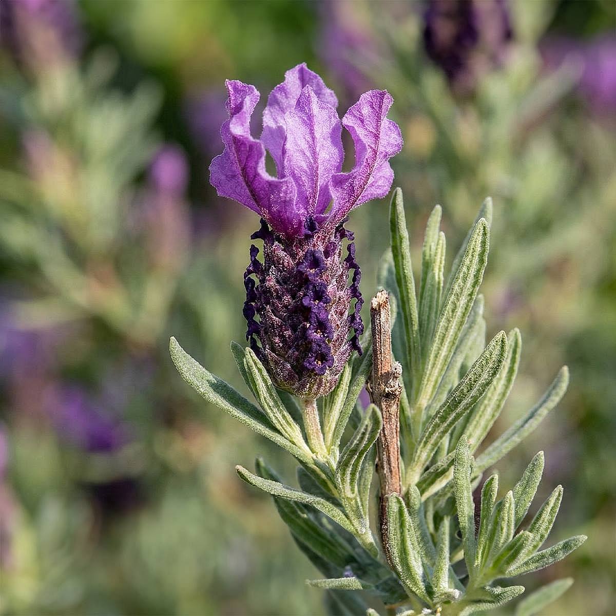 Lavandula Anouk picture 2