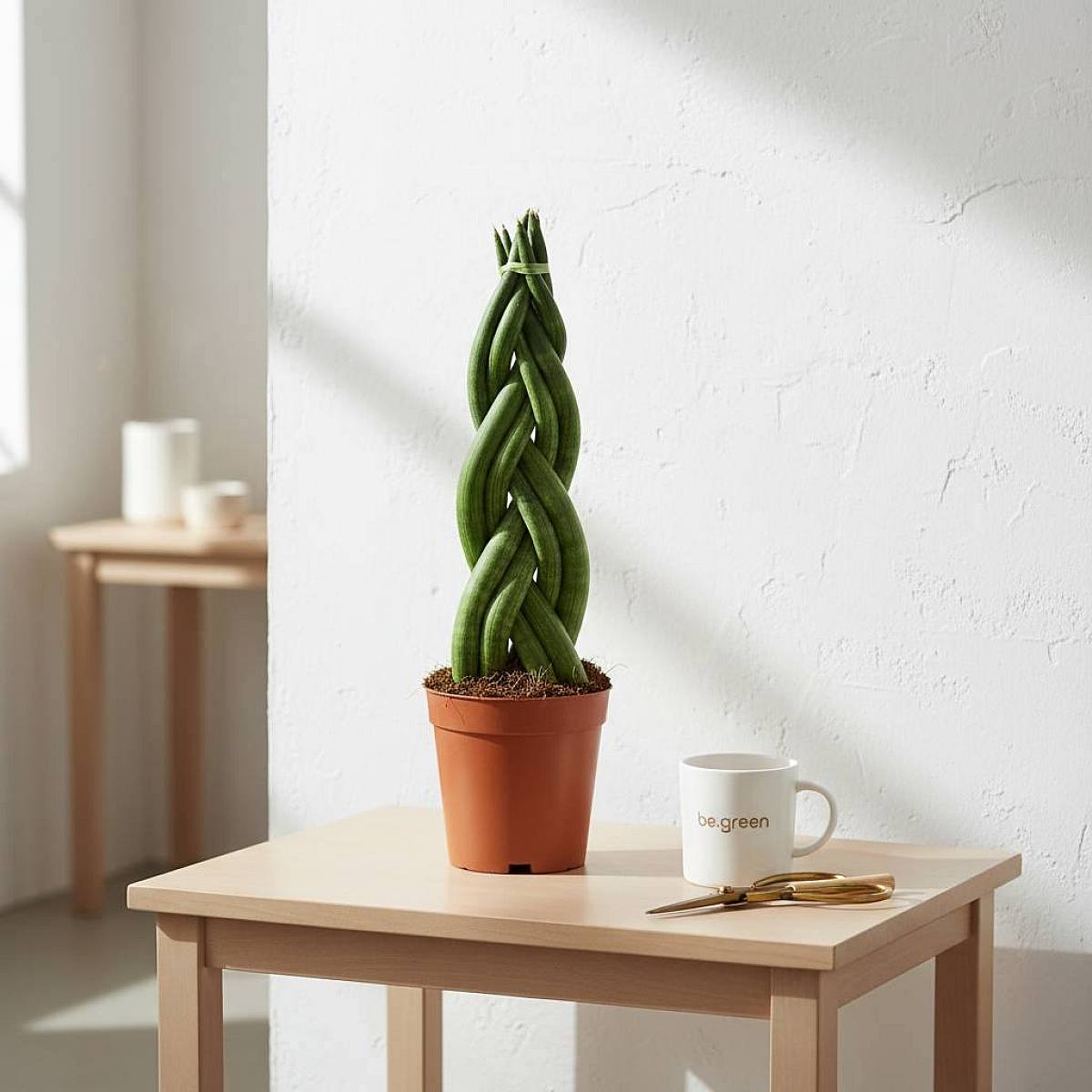 Sansevieria Twister picture 4