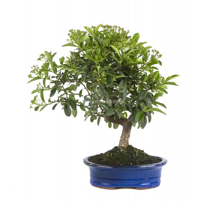 Bonsái Pyracantha coccinea 10 años picture 1