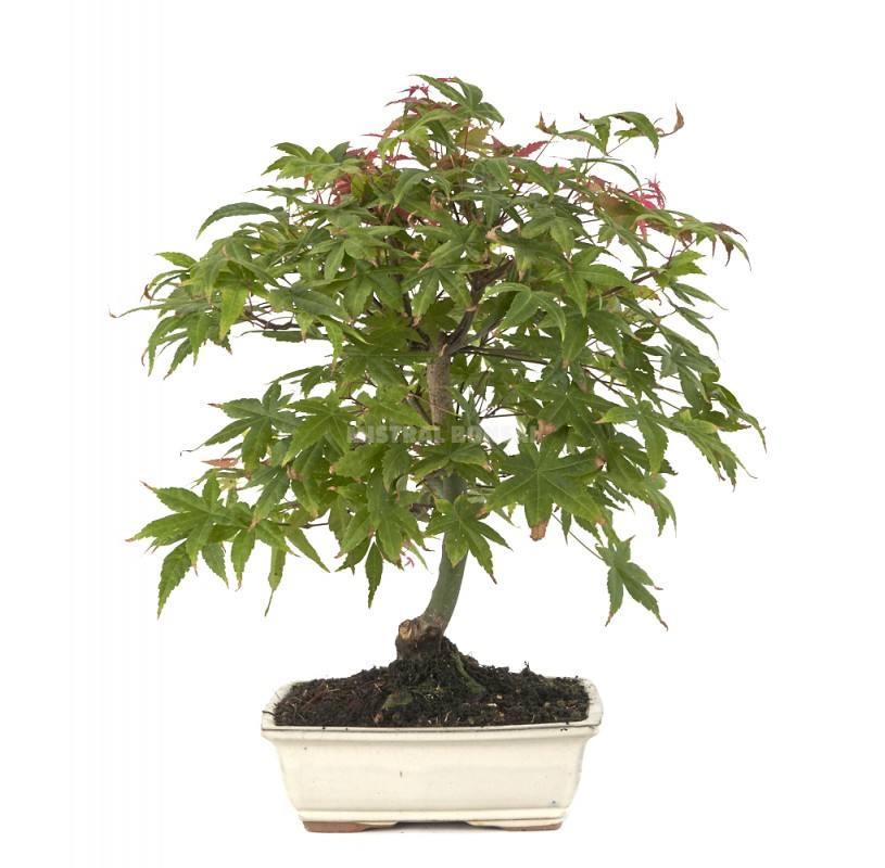 Bonsái Acer palmatum deshojo 13 años picture 1