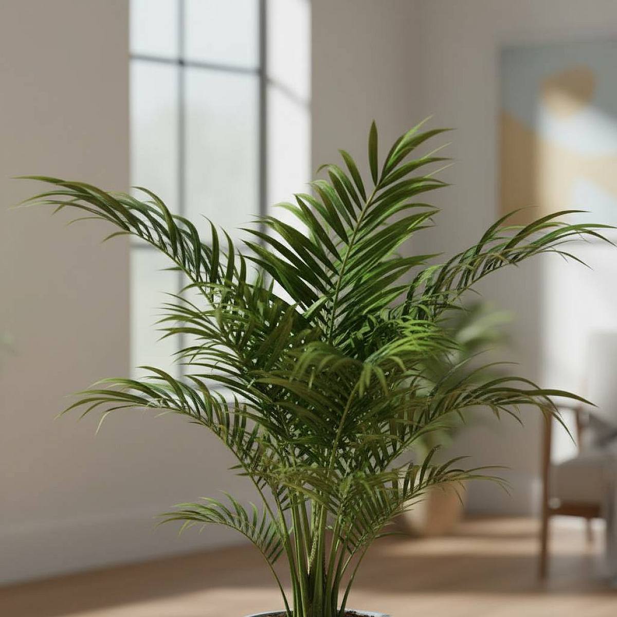 Washingtonia robusta picture 1