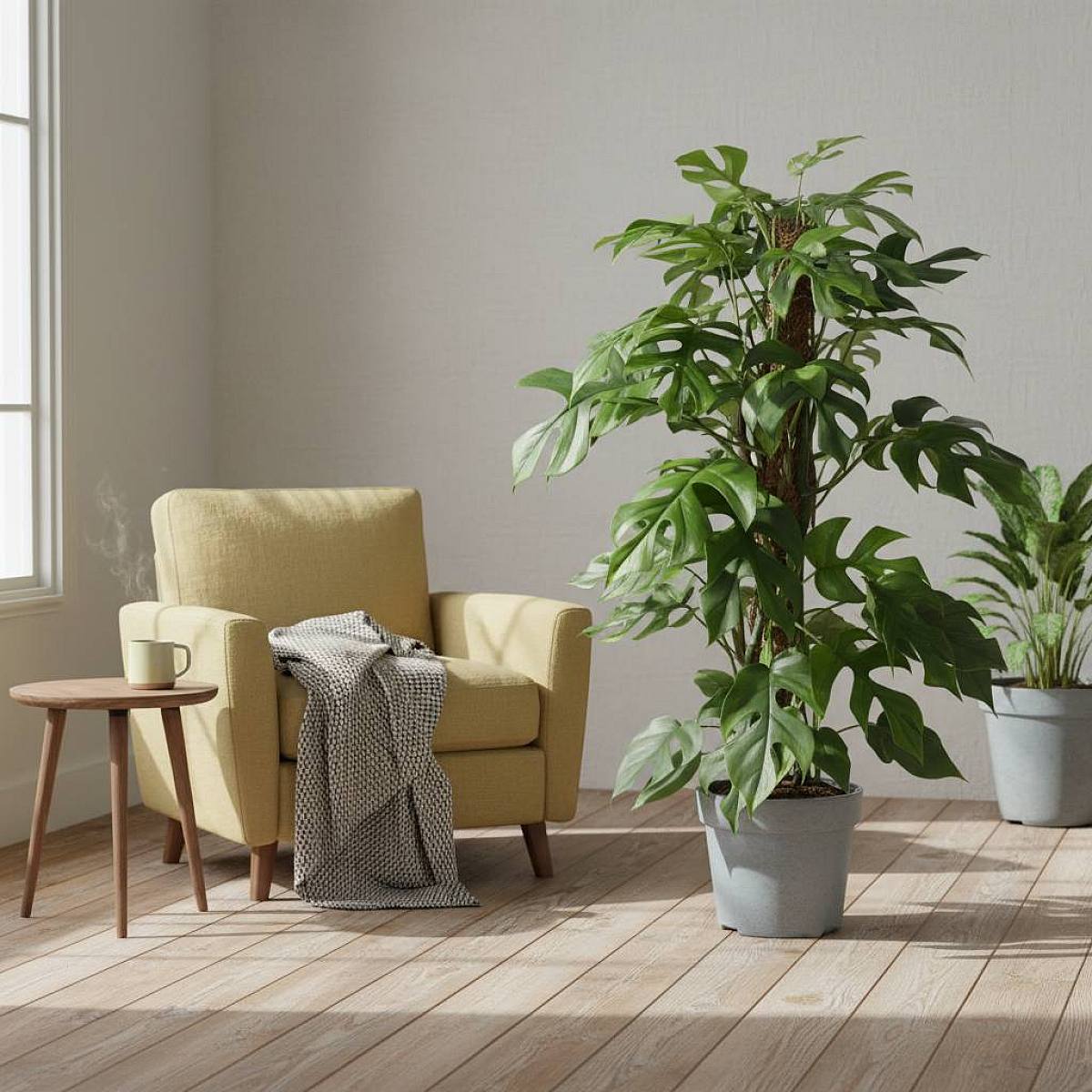 Monstera Minima picture 1