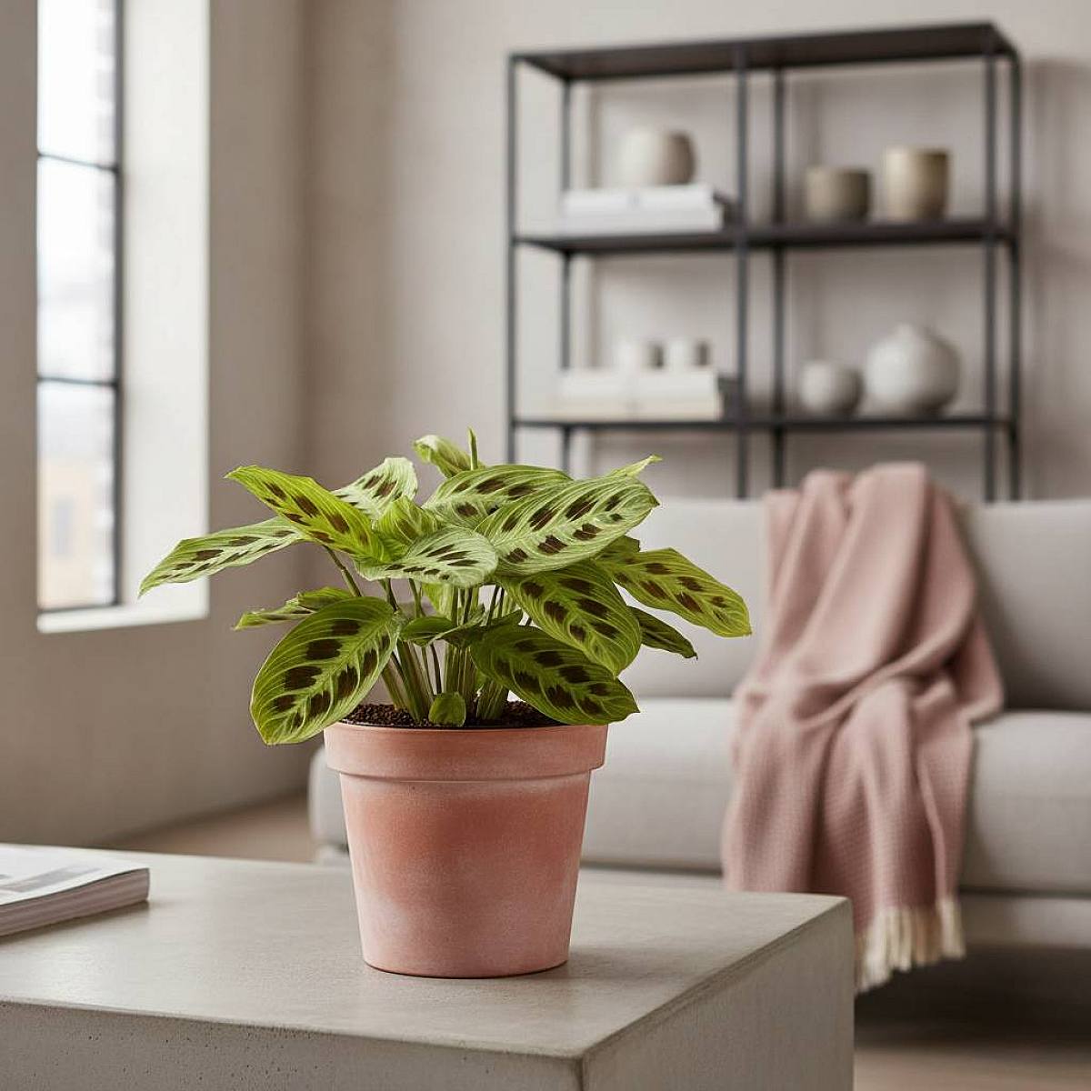 Maranta Light Veins P12 picture 1