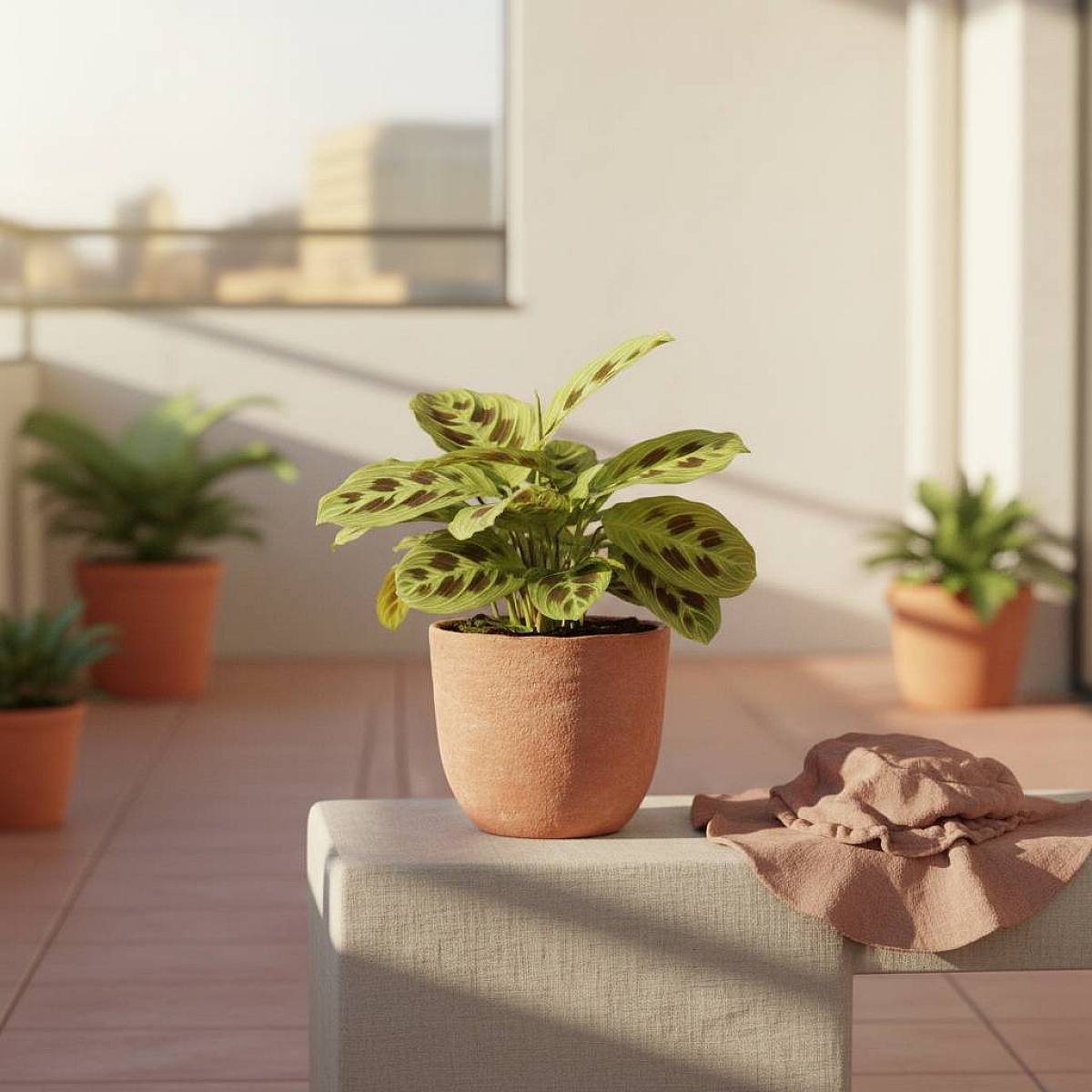 Maranta Light Veins P12 picture 2