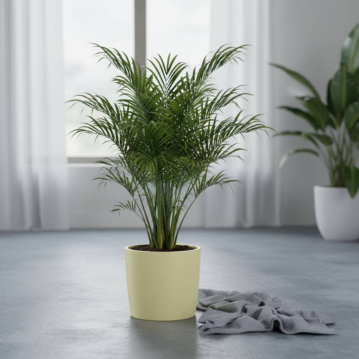 Washingtonia Robusta picture 1