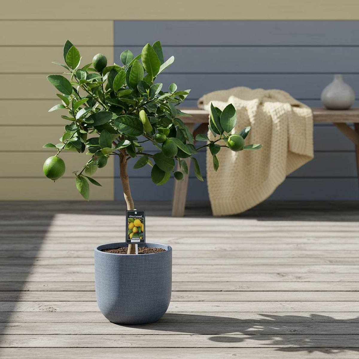 Citrus Lime picture 1