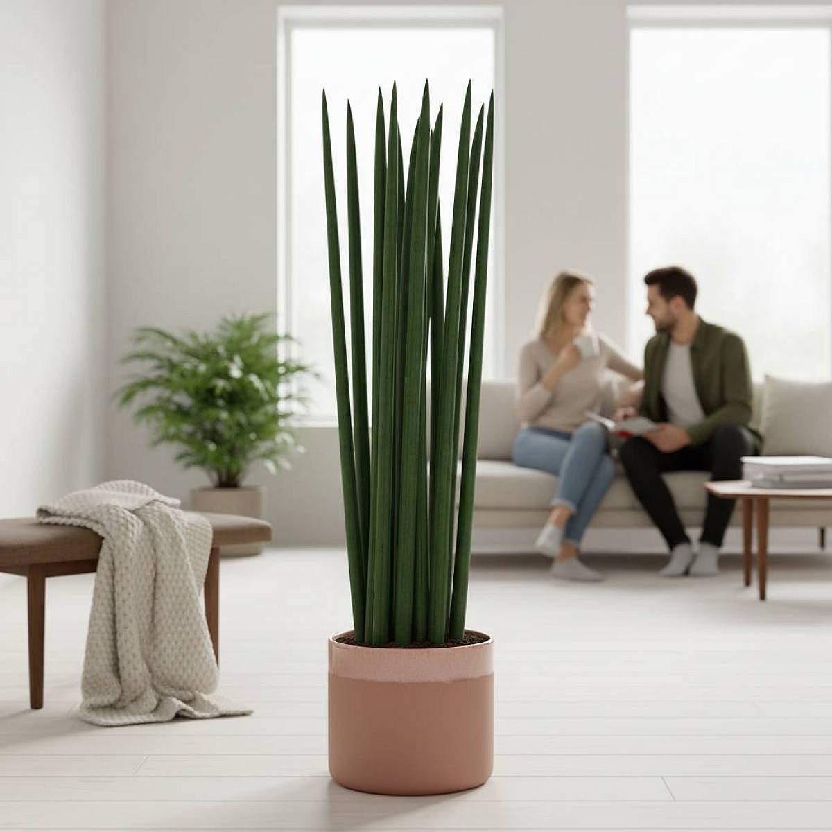 Sansevieria Cylindrica P17 H60 picture 1