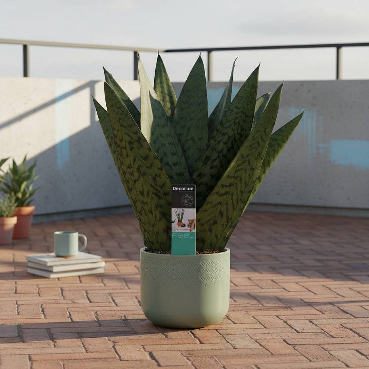 Sansevieria Zeylanica picture 2