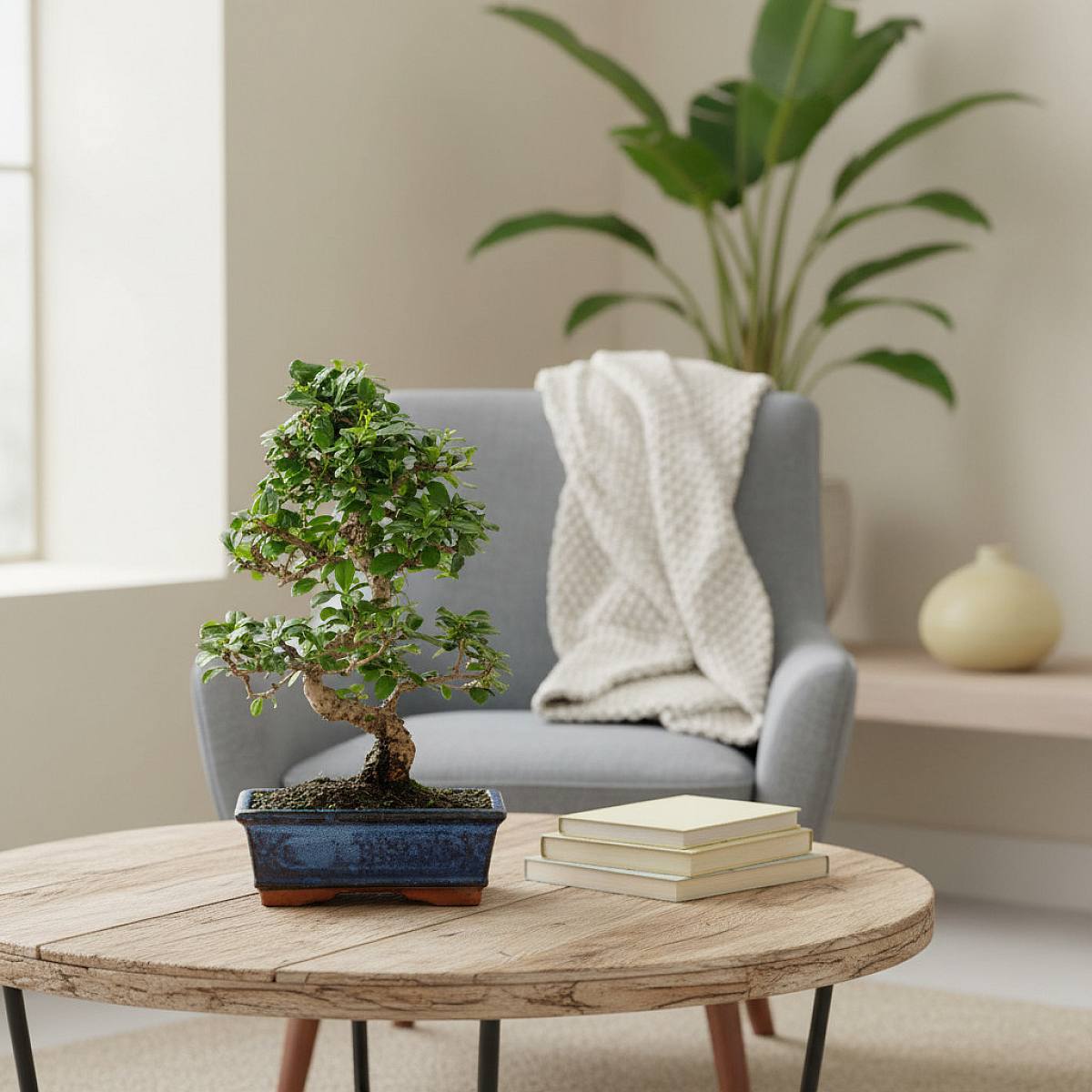 Bonsai Carmona 8 let picture 3