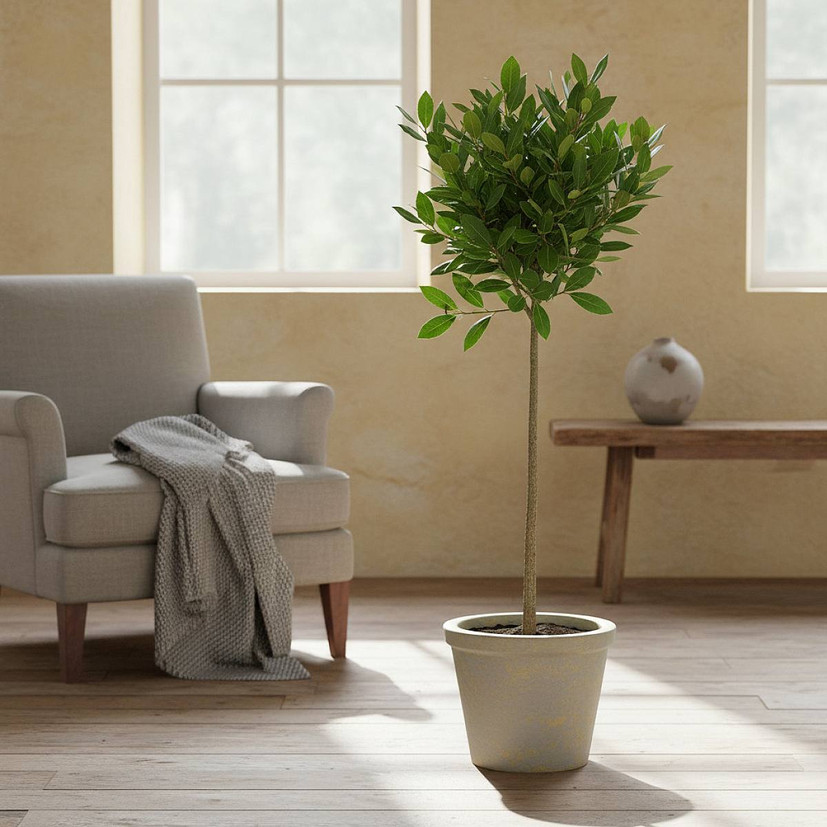 Laurus Nobilis picture 4