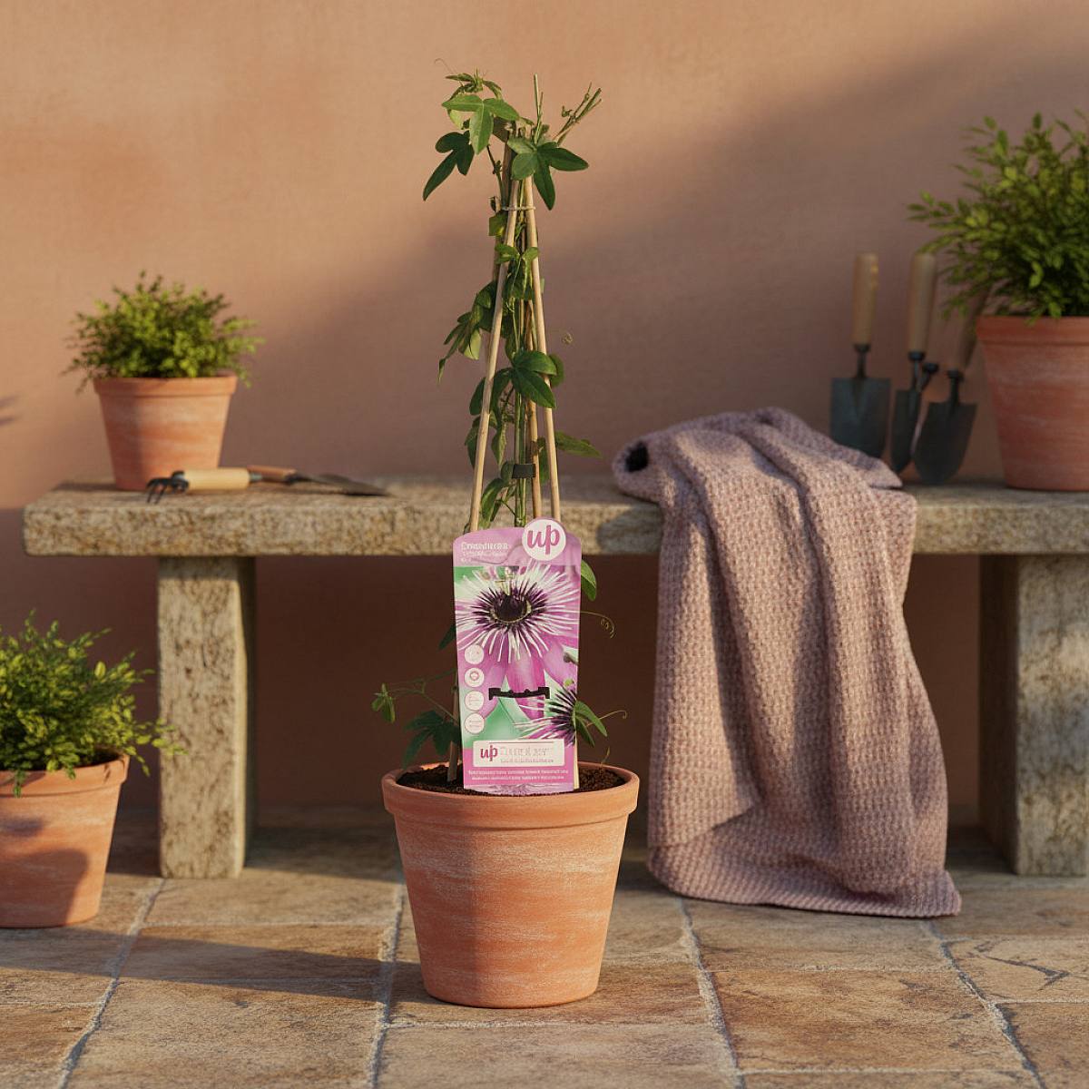 Passiflora Purple Haze picture 2