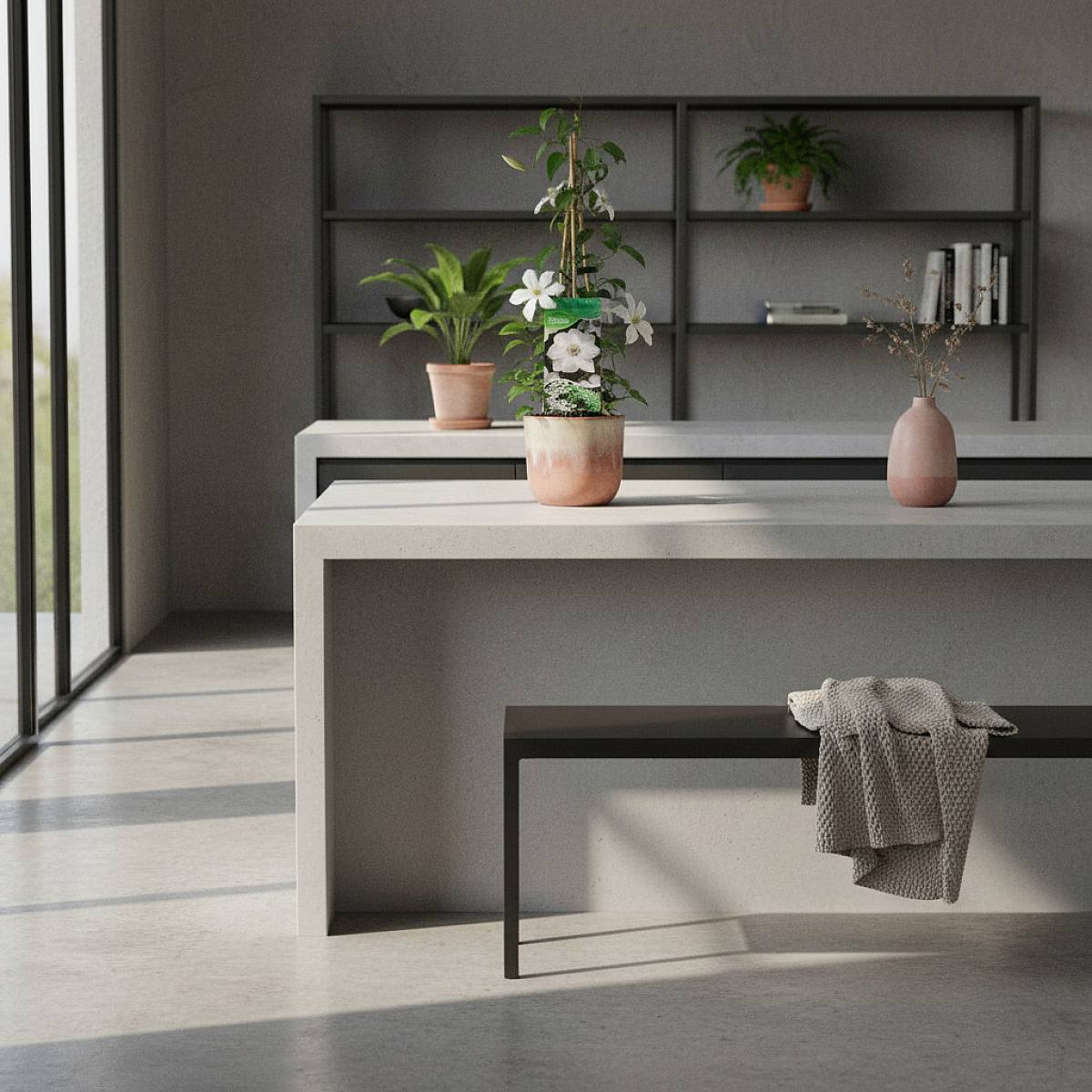 Clematis 'Miss Bateman' picture 3