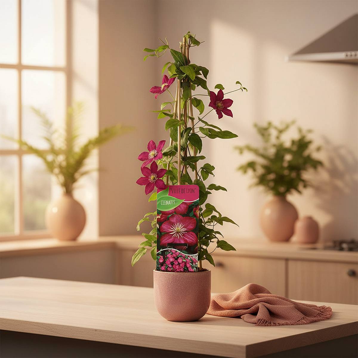 Clematis Ville de Lyon picture 3