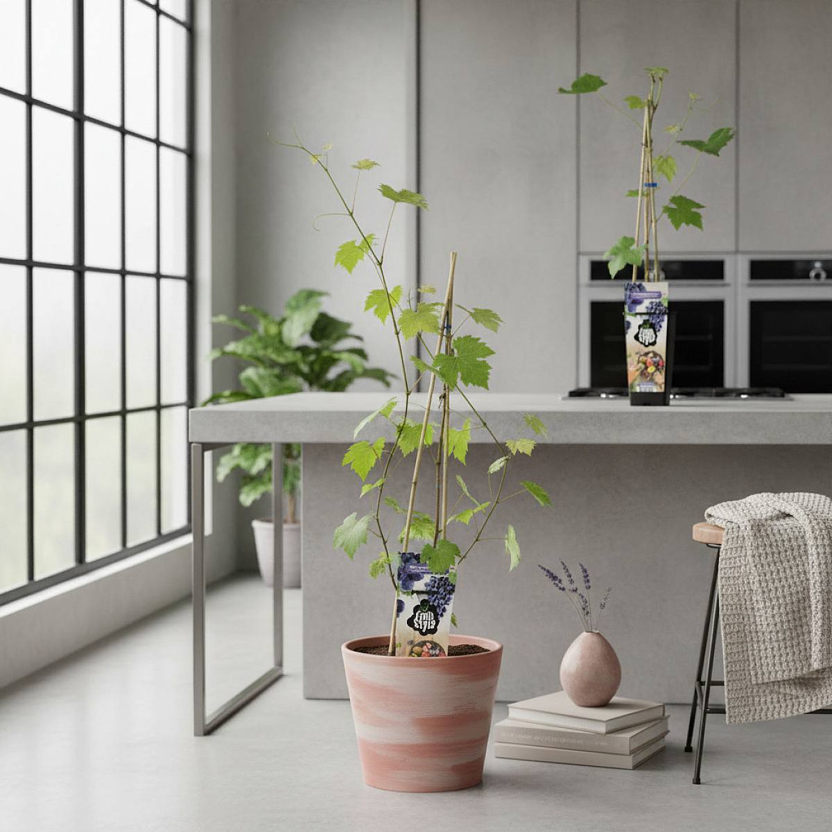 Vitis Boskoop Glory picture 2