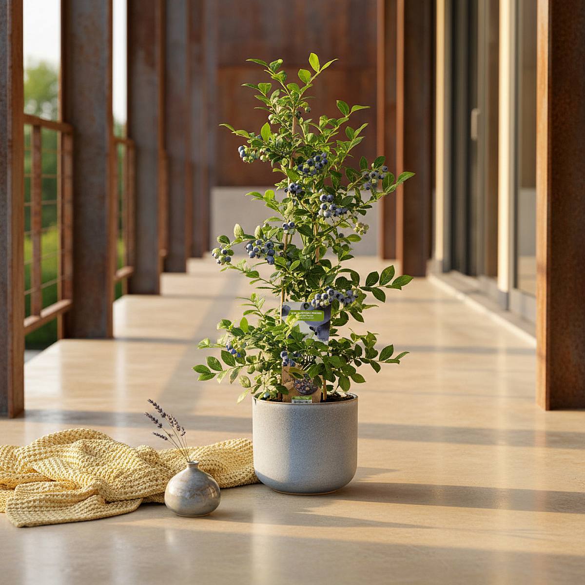 Goldtraube Blauwe Bes picture 2