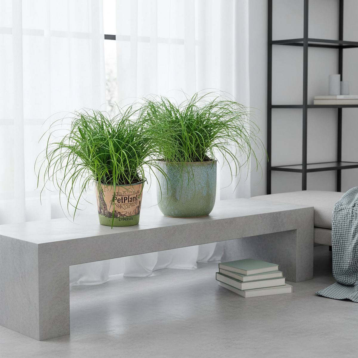 Trio Cyperus Zumula picture 5