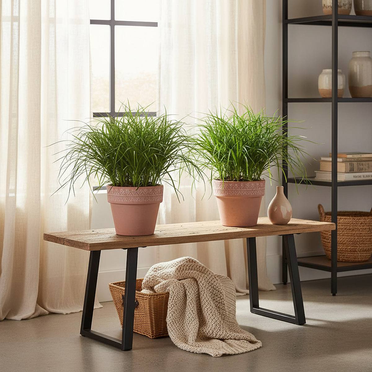 Trio Cyperus Zumula picture 6