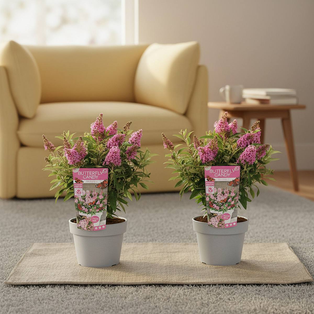 Rosa Buddleja Duo picture 4