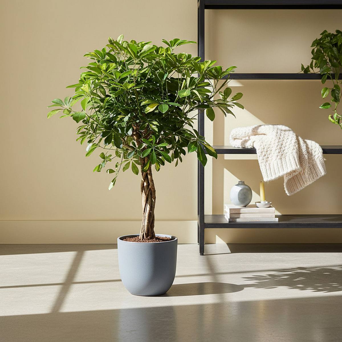 Schefflera Gold Capella picture 2