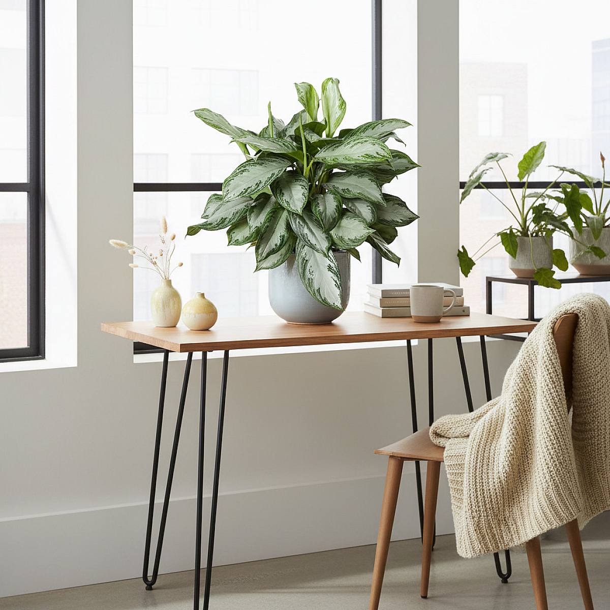 Aglaonema Plata Bay picture 3