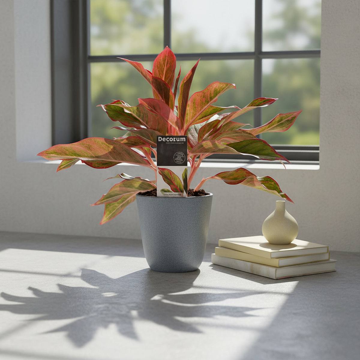 Aglaonema Creta picture 2