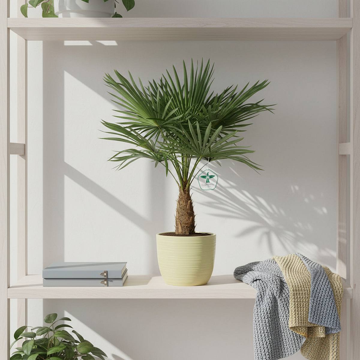 Palma Fortunei picture 2