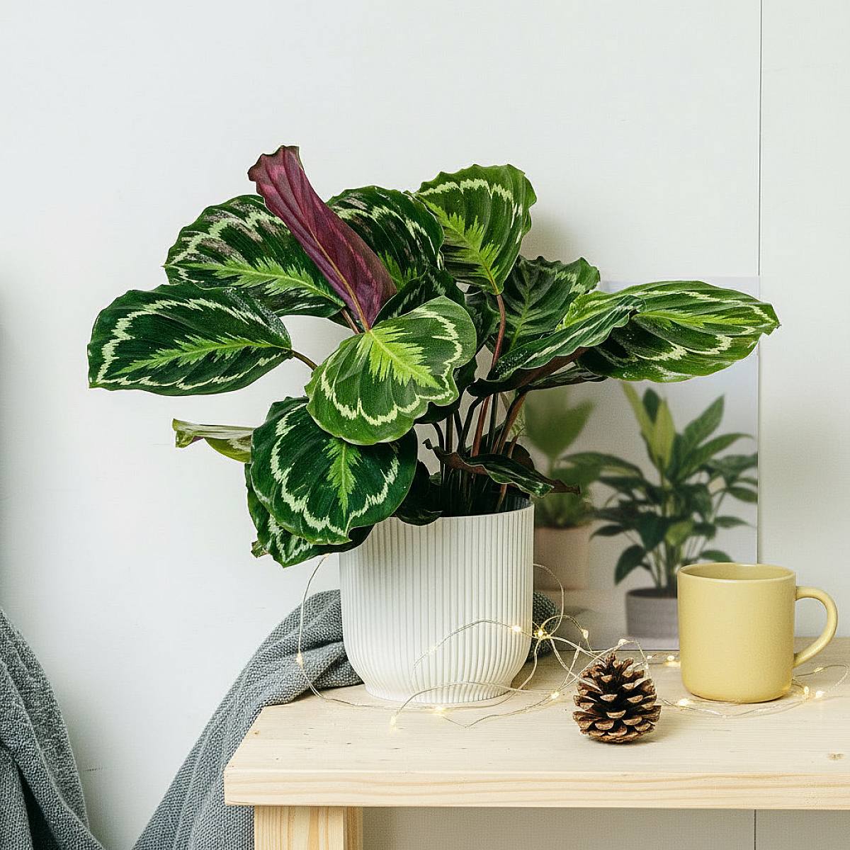 Calathea Medallion - Svěží zeleň picture 2