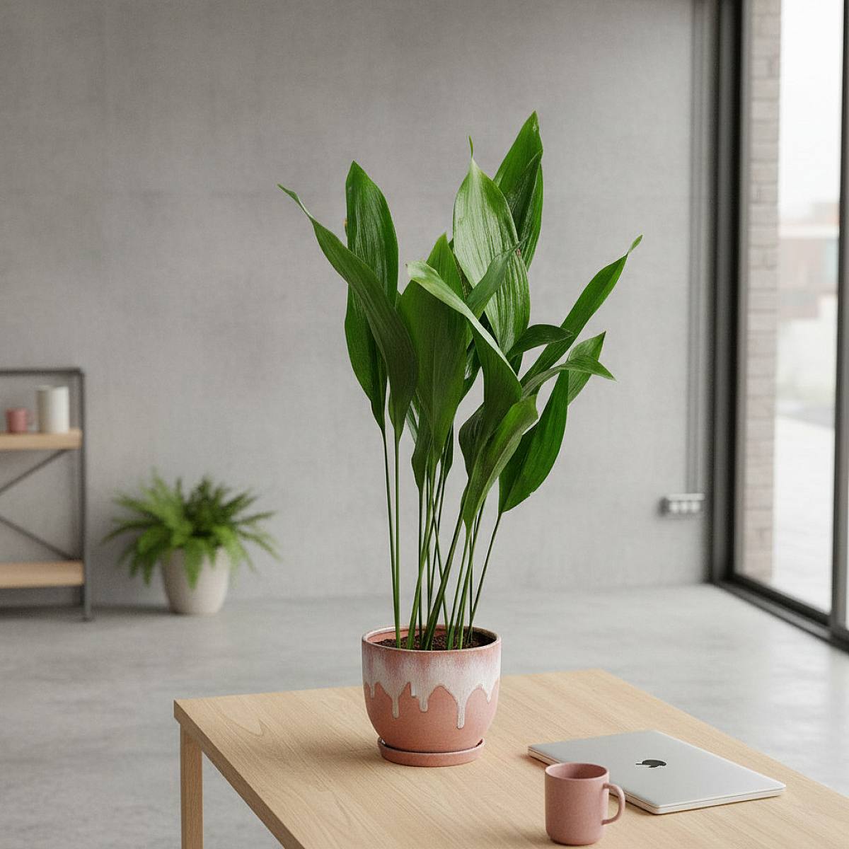 Aspidistra picture 1