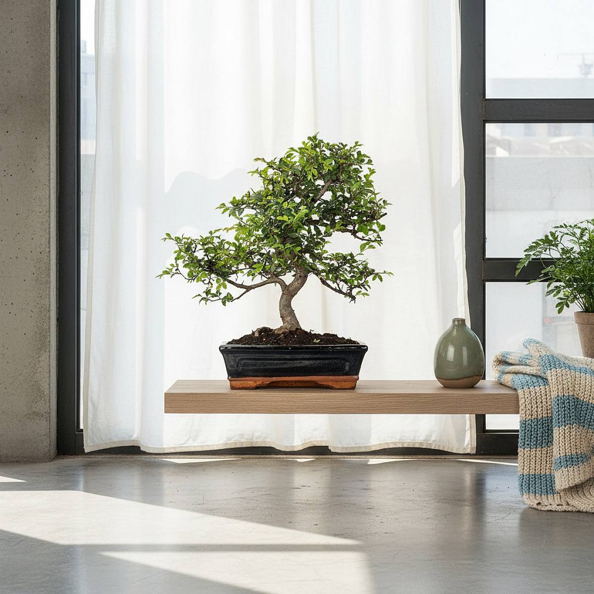 Bonsaj Zelkova 10 let picture 2