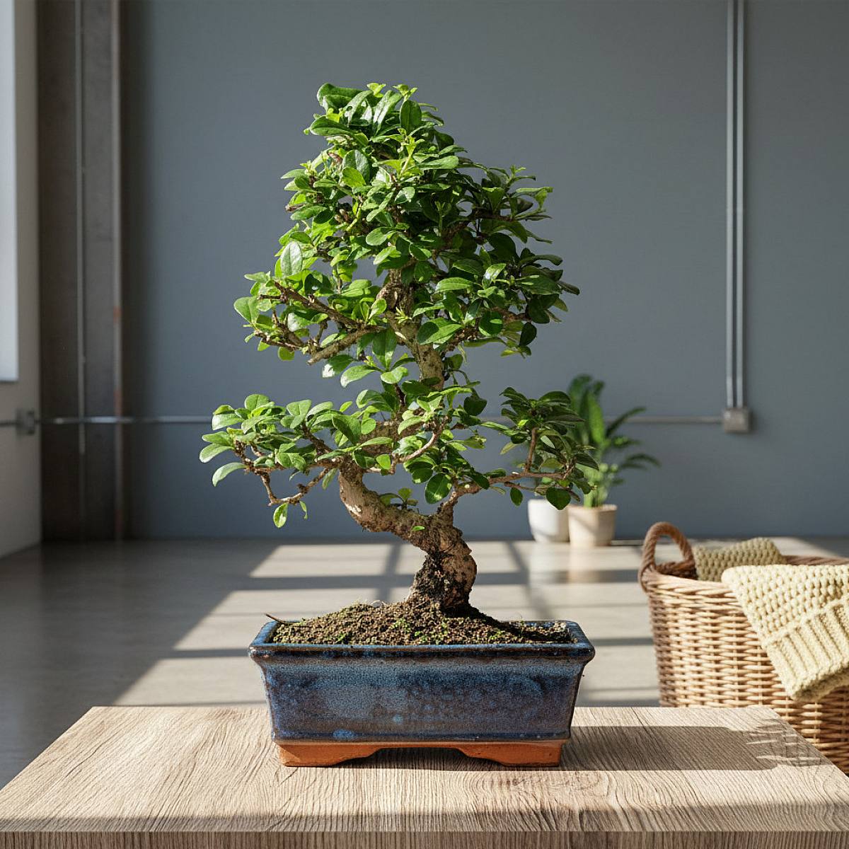 Bonsai Carmona 8 let picture 4