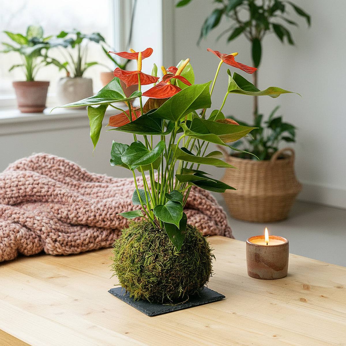 Kokedama Anthurium picture 5