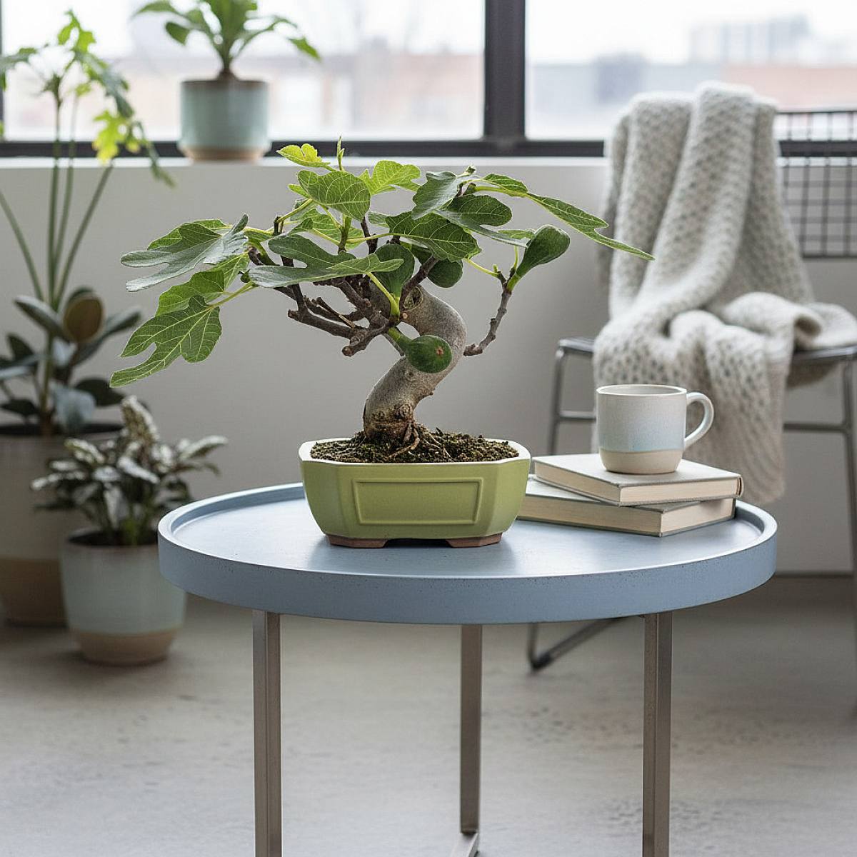 Bonsai 10 jaar oud Ficus carica picture 4