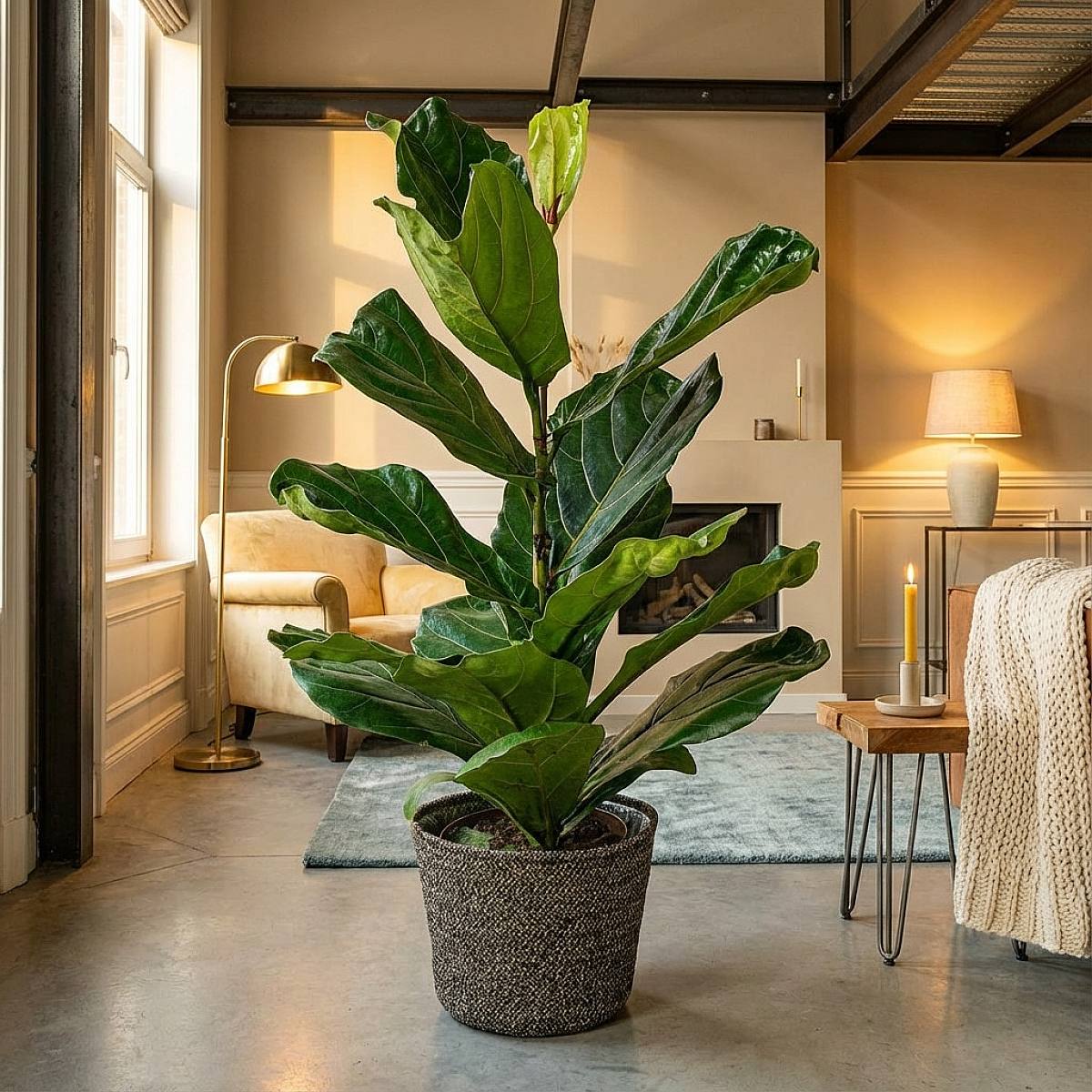 Vijgenboom - Bladhoudend picture 4