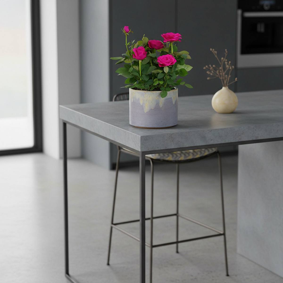 Rosa Estrella Púrpura picture 3